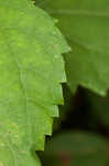 White snakeroot